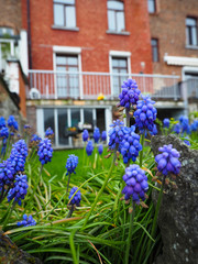 Obraz premium Beautiful flower on the way Waiting for visitors to visit