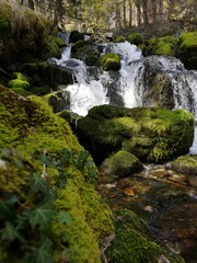 Fototapeta na wymiar rivière en forêt - fraicheur