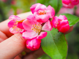 Fototapeta premium Beautiful flower on the way Waiting for visitors to visit