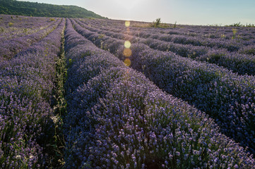 Obraz premium Flowers in the lavender fields in the Bulgaria mountains.
