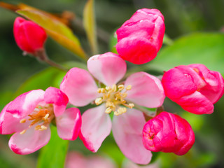 Beautiful flower on the way Waiting for visitors to visit