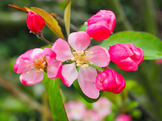 Obraz premium Beautiful flower on the way Waiting for visitors to visit