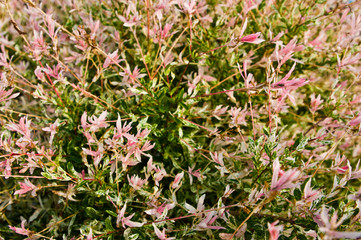 Full frame pink flowers of decorative japanese willow tree in bloom.