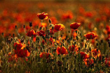 Obraz premium Backlit by the setting sun - Umrahmt von der untergehenden Sonne