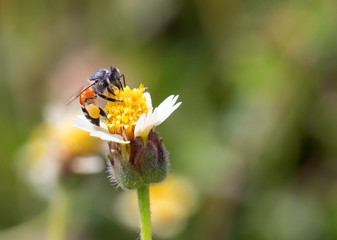 The bees find food on the yellow flowers.