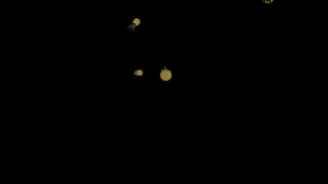 Animation of falling 3D pineapples on a black background