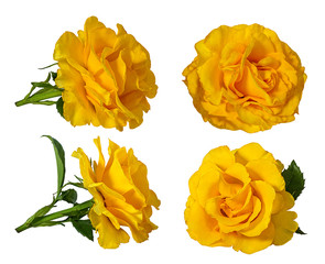 Yellow rose isolated on white background with clipping path