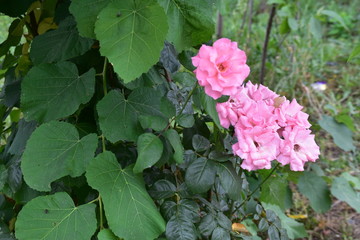 Fototapeta premium pink flowers in the garden