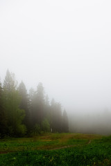Obraz na płótnie Canvas Landscape - fog in the forest