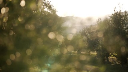 Focus shift of olive trees and mountains in the background to olive branches in the foreground in front of a sunrise