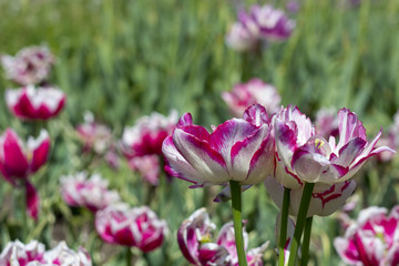 Obraz premium Colorful tulip flowers on a flowerbed in the city park.
