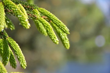 Branch of a pine tree with new evergreen needless on blurred background, selective focus. Beautiful spruce branch with new green needles on a sunny day. Christmas symbol. Fir branchlet 