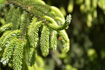 Branch of a pine tree with new evergreen needless on blurred background, selective focus. Beautiful spruce branch with new green needles on a sunny day. Christmas symbol. Fir branchlet 