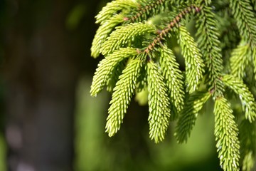 Branch of a pine tree with new evergreen needless on blurred background, selective focus. Beautiful spruce branch with new green needles on a sunny day. Christmas symbol. Fir branchlet 