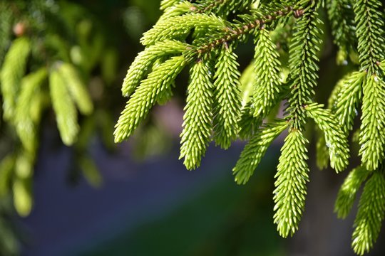 Branch of a pine tree with new evergreen needless on blurred background, selective focus. Beautiful spruce branch with new green needles on a sunny day. Christmas symbol. Fir branchlet 