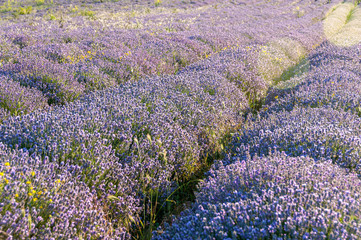 Flowers in the lavender fields in the Bulgaria mountains.
