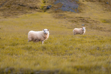 Sheeps stand and look one after another on the yellow grasses.