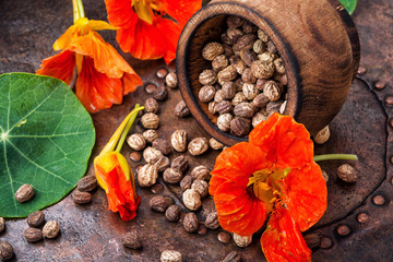 Seeds,and flowers of nasturtium
