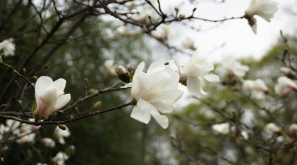 Magnolias