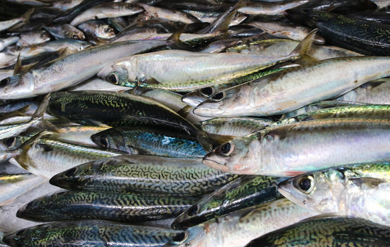 Fresh Atlantic chub mackerel fish and sardines