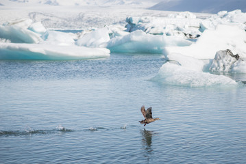Obraz na płótnie Canvas Black scoter bird gets ready to fly near the arctic sea.