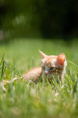 Ginger kitten playing in the grass