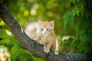 Naklejka na ściany i meble Ginger kitten playing on a tree
