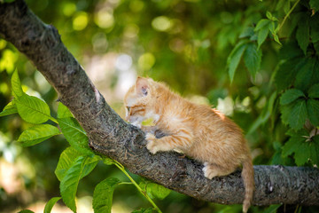 Ginger kitten playing on a tree
