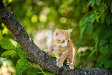 Ginger kitten playing on a tree