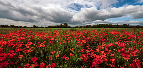 Poppies field with cloudy sky