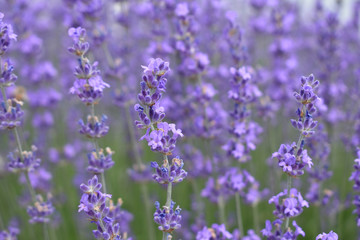 Photo background lavender field in the afternoon.