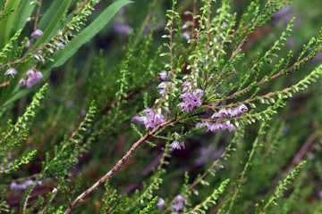 Macro photo of blooming heather.