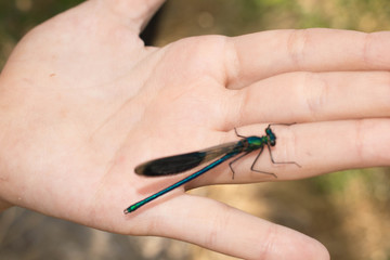 Large-sized dragonfly in insect green on child’s hand for design