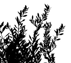 silhouette de rameaux  d’oliviers 