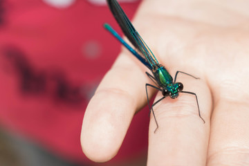 Large-sized dragonfly in insect green on child’s hand for design
