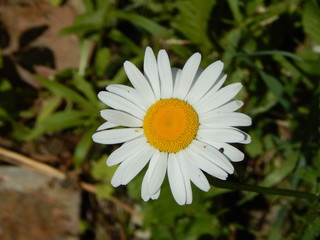 One white daisy among green grass close up