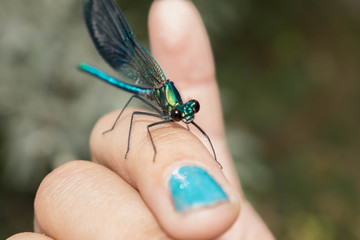 Large-sized dragonfly in insect green on child’s hand for design
