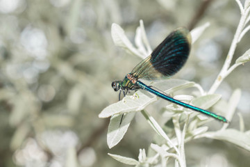 Large-sized dragonfly in insect green on child’s hand for design
