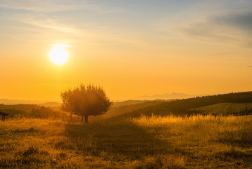 Fototapeta na wymiar solated tree in a golden tuscany field at sunset