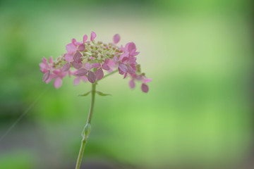 水辺で咲くピンクアナベル