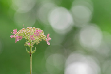 ピンクアナベルと玉ボケ