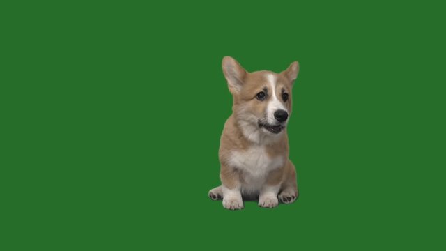 welsh corgi puppy on a green screen