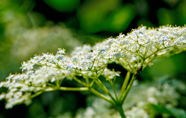 Closeup of Elderberry Flower in Spring