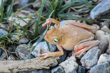 white frog and green eyed, an animal with vibrant eyes. Agalychnis callydrias lives in the rain forest