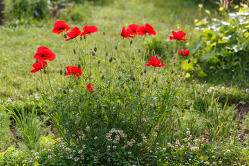 Bright red poppy flowers on a sunny day.