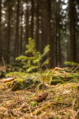new tree forest new life in nature