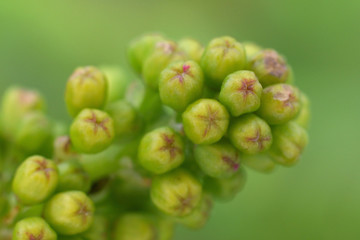 macro grape bud background abstract