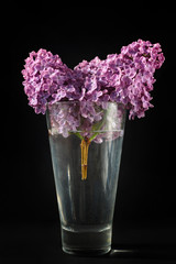 Lilac flowers in vase isolated on black background