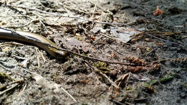 False snake. Breaking spindle. Anguis fragilis. lizard of the family Vera Anguidae .
