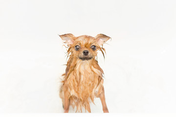 small dog pomeranian puppy taking a bath
